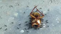 Khatarnak chintiyan kokroch ko kha gyi | chintiyan | insects | #ants