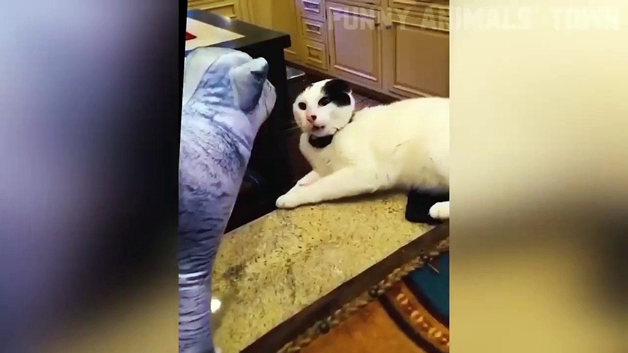 Funniest Cats and Dogs  _ Funny Animal Videos @35_HD