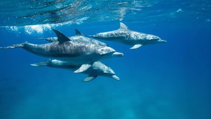 Danse avec les dauphins