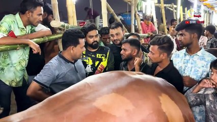 রিকশা চালকের অতি আদরের গরু "জায়েদ খান"কোরবানির গরু ২০২৪