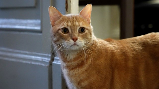 « Il fait le ménage » : Smash, le chasseur de souris de la mairie du XVIIIe arrondissement