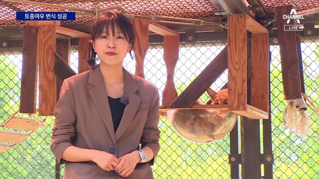 멸종위기 토종여우 7년 만에 번식 성공