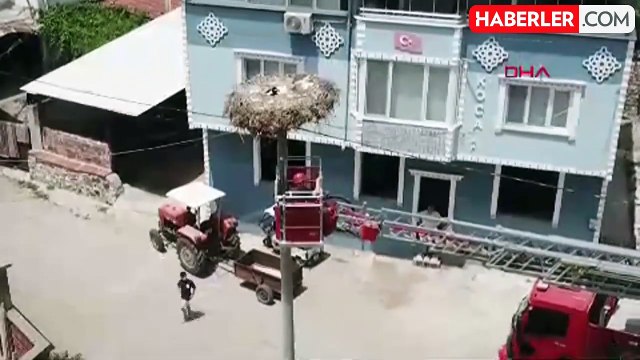 Yavru leylek yuvasından düşmek üzereyken dallara asılı kaldı