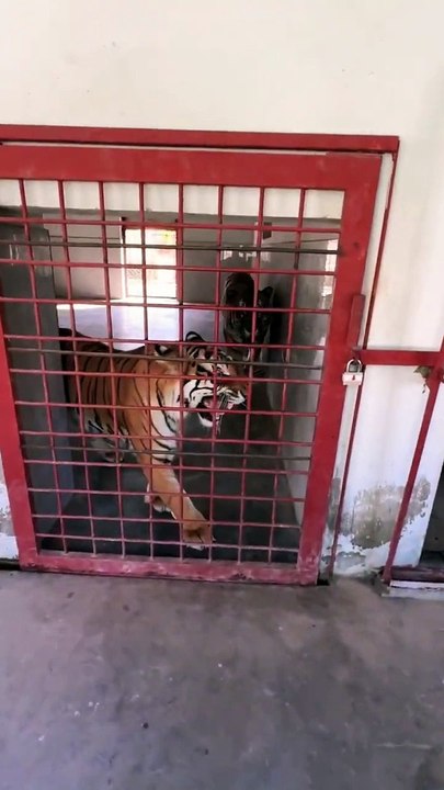 Bengal Tiger in Aggressive Mood #tiger #savetheanimals #automobile #savewild #car #animals #savewildlife #newcar #bigcat