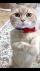 Funniest Videos 2022  Funny Cats  #cute #cat #short #24-1