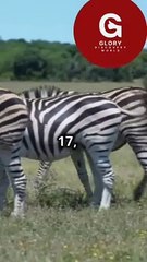 Leopard Looses To Zebra Today