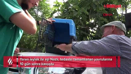 Bir yavrularını kaybetmişlerdi! Yaren leylek ile eşi Nazlı’dan haber var