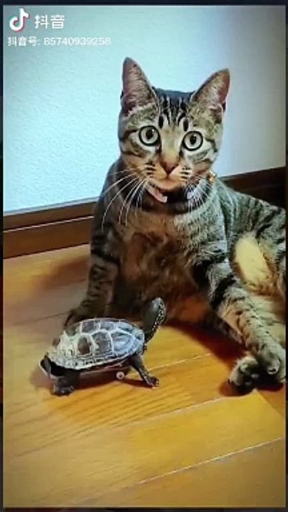Cat with friend