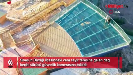 Cam seyir terasında sürü halinde görüldüler! 'Mekanın sahipleri geldi'