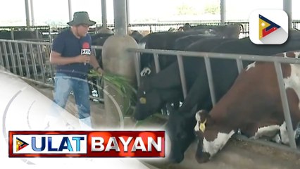 Isabela LGU, target pataasin ang produksyon ng corn silage na inaasahang magpapaangat din ng...