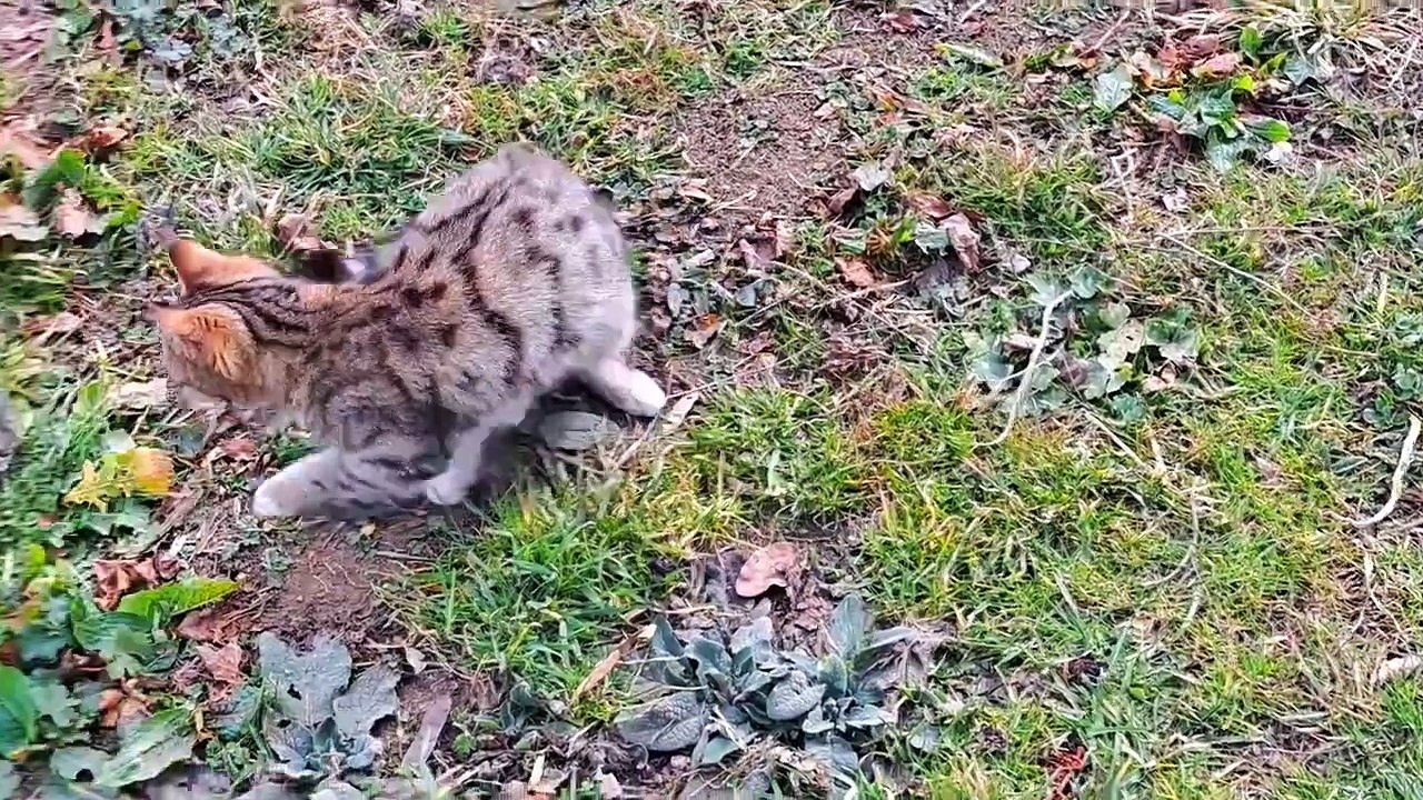 Cute kitten plays interesting games  Cute and beautiful kitten #kitten #catvideos #kittens