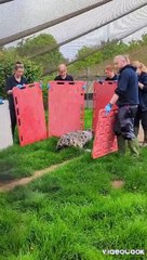 Seal with flying ring around neck is successfully released back to the wild