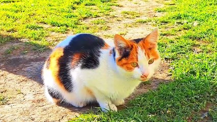 Cute Cat and Cute Kitten eat food (Relaxing Cat video)
