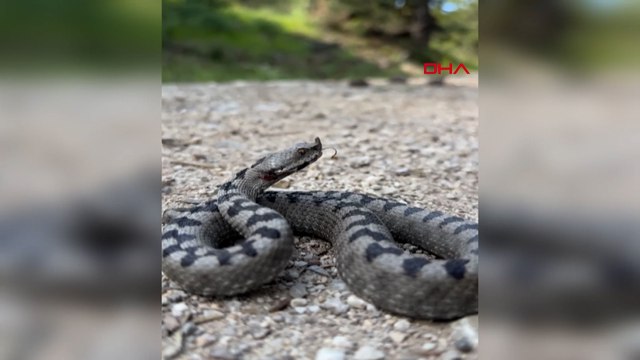 Bolu’da zehirli boynuzlu engerek yılanı görüldü