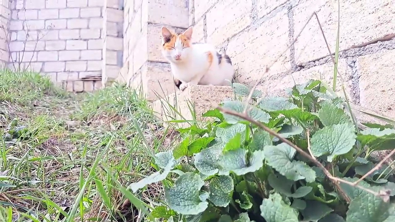 A cute cat cleans its hands.