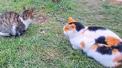 Male and female street cats ❤️  These cats are lovers.