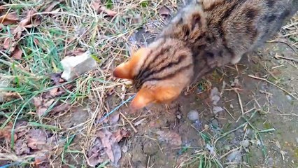 Shorin the kitten plays with the rope.  Interesting video of a kitten.