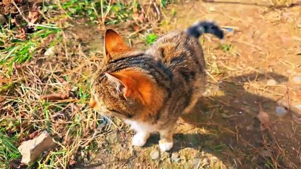 Cute and beautiful kitten.  This kitten is so cute.