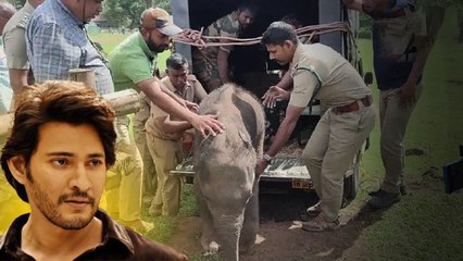 తల్లి చేరదీయలేదు Guntur Kaaram మూవీను తలపిస్తున్న Baby Elephant Story | Oneindia Telugu