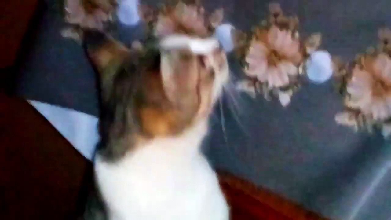 Cute baby kittens drinking milk.  Baby kittens and mother cat.