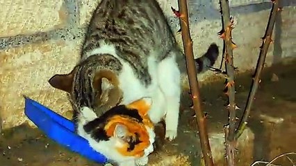 Mating of cute cats  Very interesting mating video #streetcats #catmating #catvideos