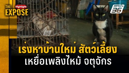 เร่งหาบ้านใหม่ สัตว์เลี้ยงเหยื่อเพลิงไหม้ จตุจักร | The Expose Highlight