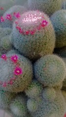 Cactus species with pink flowers