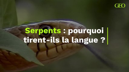 Pourquoi les serpents tirent-ils la langue?