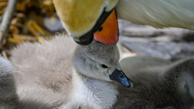 'Swan man' rescues baby cygnet that was 'left behind