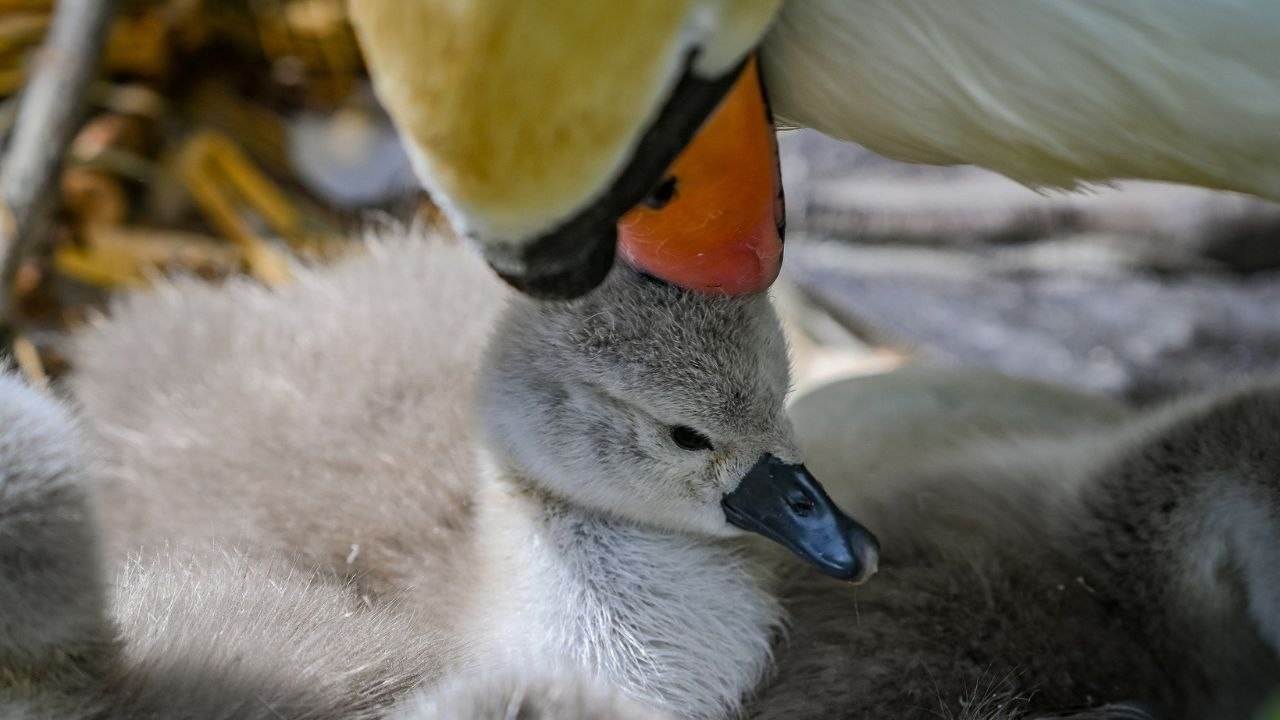'Swan man' rescues baby cygnet that was 'left behind