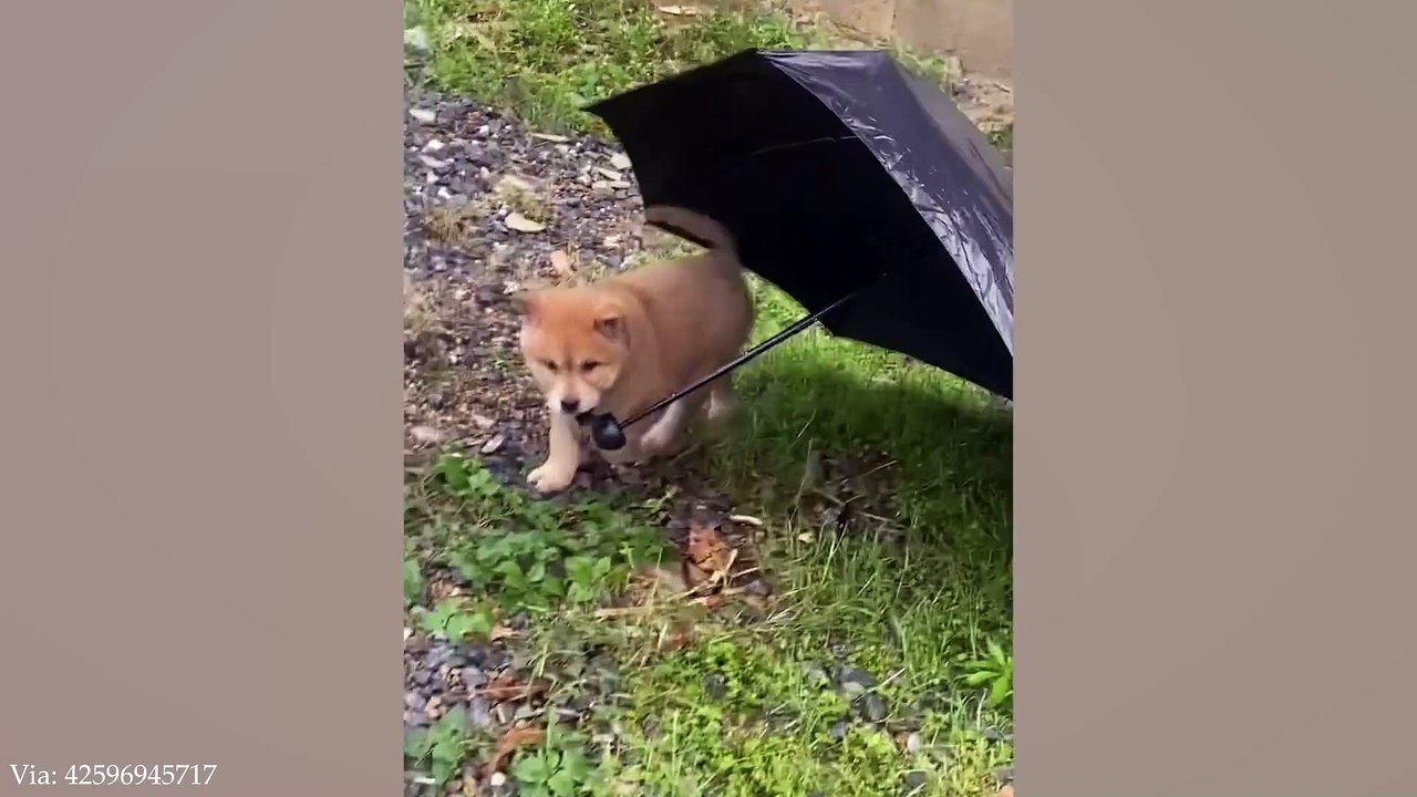 Watch These Silly Dogs Try Not to Laugh  Funny Dog Videos 2024