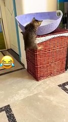 Furry Fun: Hilarious Cat Antics Very Funny