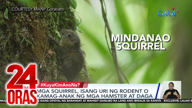 Philippine Pygmy Squirrel at Mindanao Squirrel, namataan sa Mt. Apo Natural Park | 24 Oras