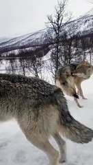 fact unik random #serigala #gurita #kambing #viral #funny