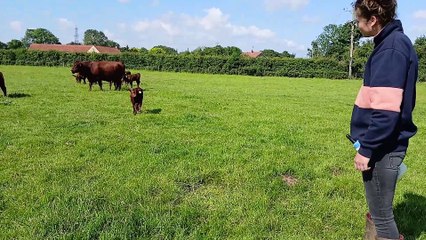 Harriette Blanchard feeds a calf at Mick Thurlby's farm in Tallington