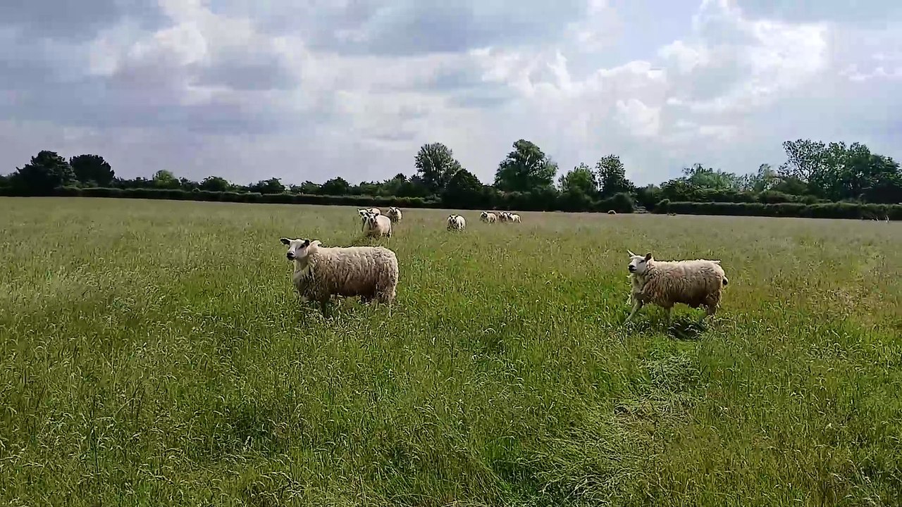 Mick Thurlby's farm in Tallington