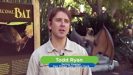 Find Out More About Fruit Bats, One of the Most Interesting Creatures on the Planet