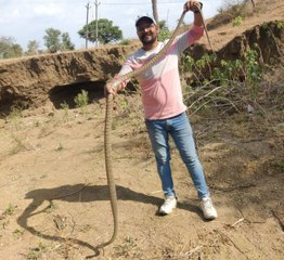 मानसून से पहले जमीन से बाहर आने लगे हैं सरीसृप