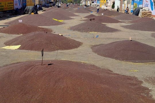 मंडी में 50 हजार कट्टे कृषि जिंस की आवक, सोयाबीन, सरसों व चना के भावों में मंदी रही