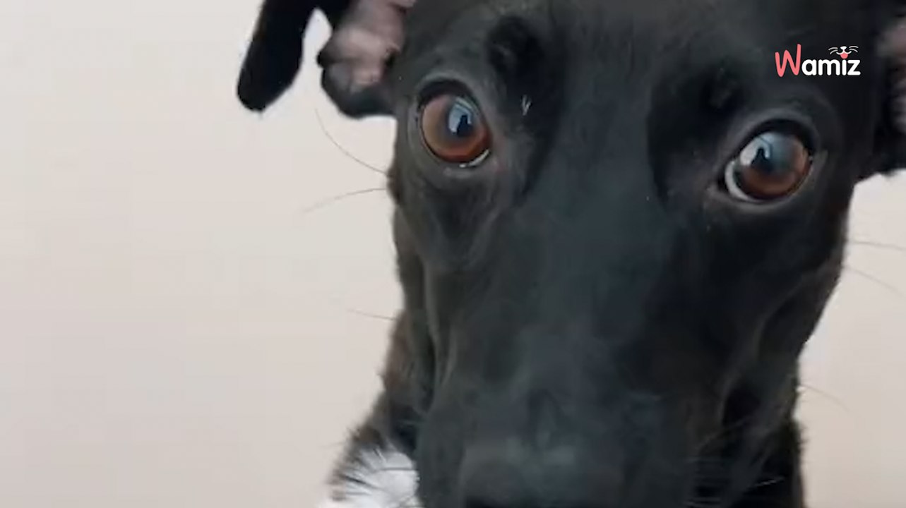 Elle emmène un chien errant passer un examen et pense que le vétérinaire lui fait une blague (vidéo)