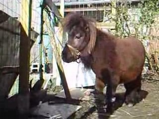 Saphir et la caméra