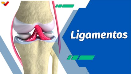 Actitud Saludable | Los ligamentos son la pieza clave para la estabilidad y el movimiento articular