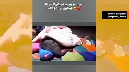 Suloinen video: vauvaelefantti tekee kaikkensa nukkuakseen hoitajansa kanssa