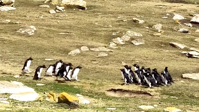 Rockhopper penguins in the Falkland Islands - the confused penguin!