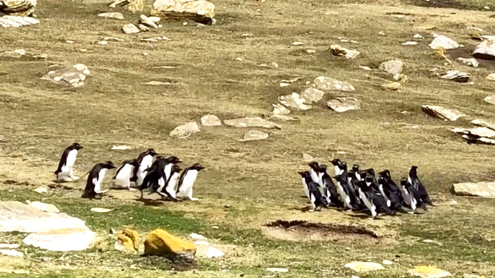 ⁣Rockhopper penguins in the Falkland Islands - the confused penguin!