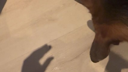 Dog's first glimpse of its shadow leads to endless pondering