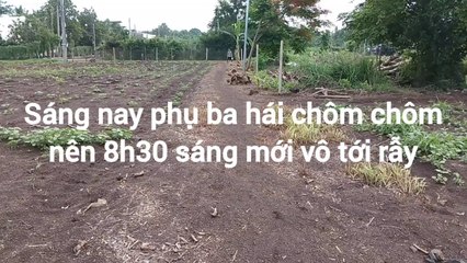Weeding and planting more taro with my mother's help - Farm Diary- 11/6/2024
