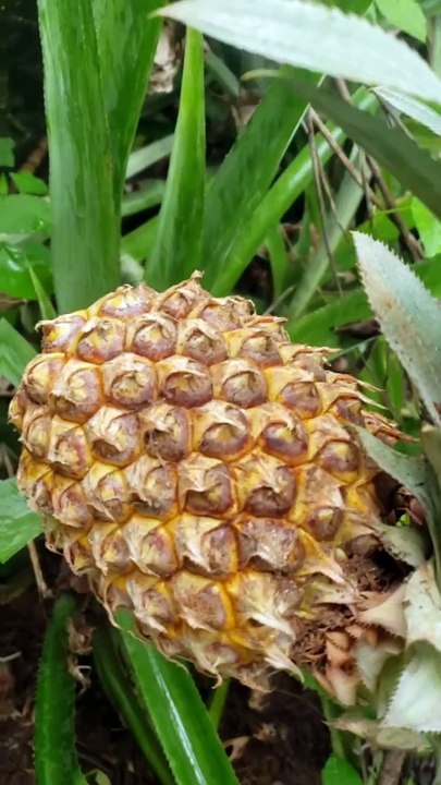 Do you eat spicy pineapple?