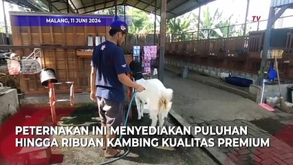 Menengok Kambing Kualitas Premium di Malang
