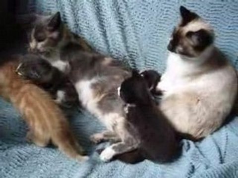 Vidéo des Papillon et Blanco avec leurs chatons